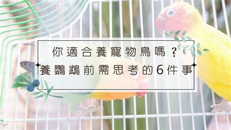 適合養在家裡的鳥|第一次養鳥就上手！各種鸚鵡特點怎麼選？獸醫師：新。